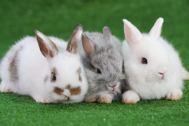 drei Kaninchen Babies liegen im Gras