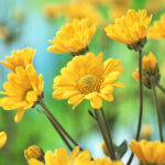 gelbe Blumen