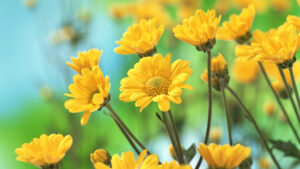 gelbe Blumen