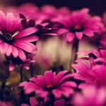pinke Blumen
