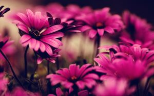 pinke Blumen